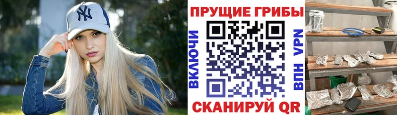 Галлюциногенные грибы Psilocybe  цены наркотик  Сковородино 